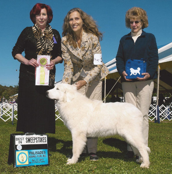 Pearl winning Best in Puppy Sweepstakes at the GSGPC Regional Specialty at 7 months