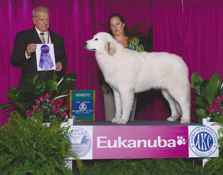 Sassy's Eukanuba win at 11 months