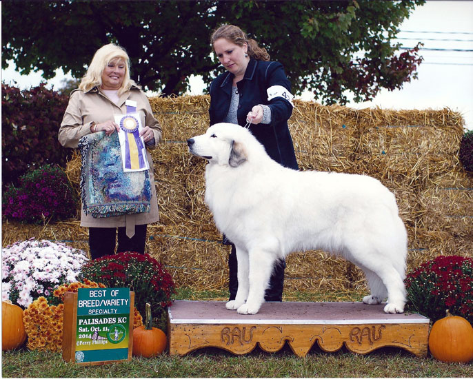 Sassy wins Best of Breed at the Garden State Great Pyrenees Club Regional Specialy