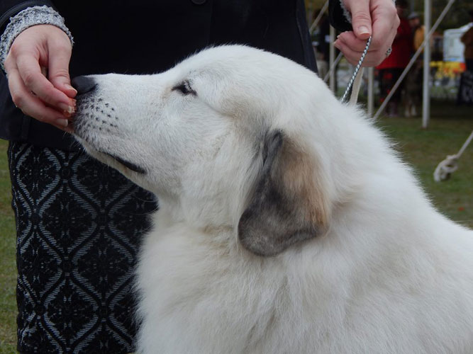Sassy in the Working Group after winning the Garden State Great Pyrenees Club Regional Specialty