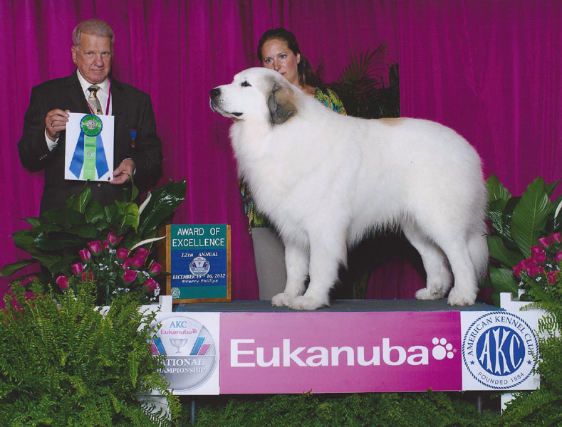 Titan winning an Award of Merit at Eukanuba