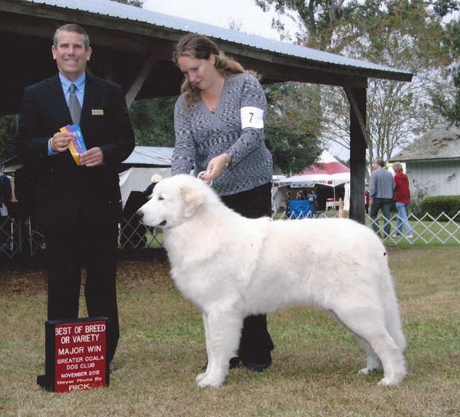 Toby winning Best of Breed over the Specials at 10 months